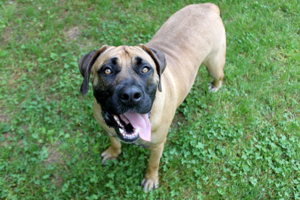 Coco, a mastiff mix, at Paws4ever is adoptable.