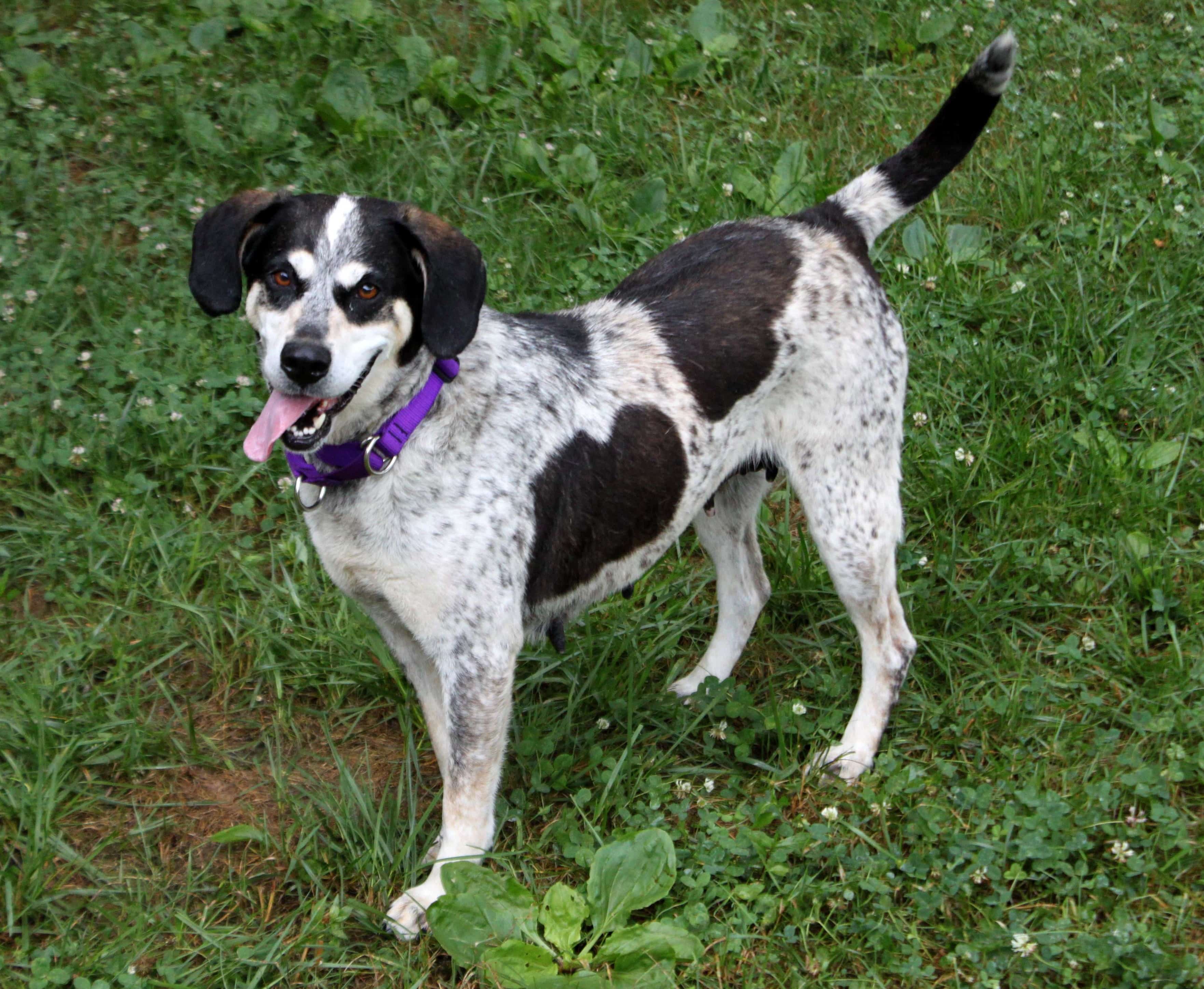 Doris is an adoptable dog who wants nothing more than to run laps and sniff everything the world has to offer.