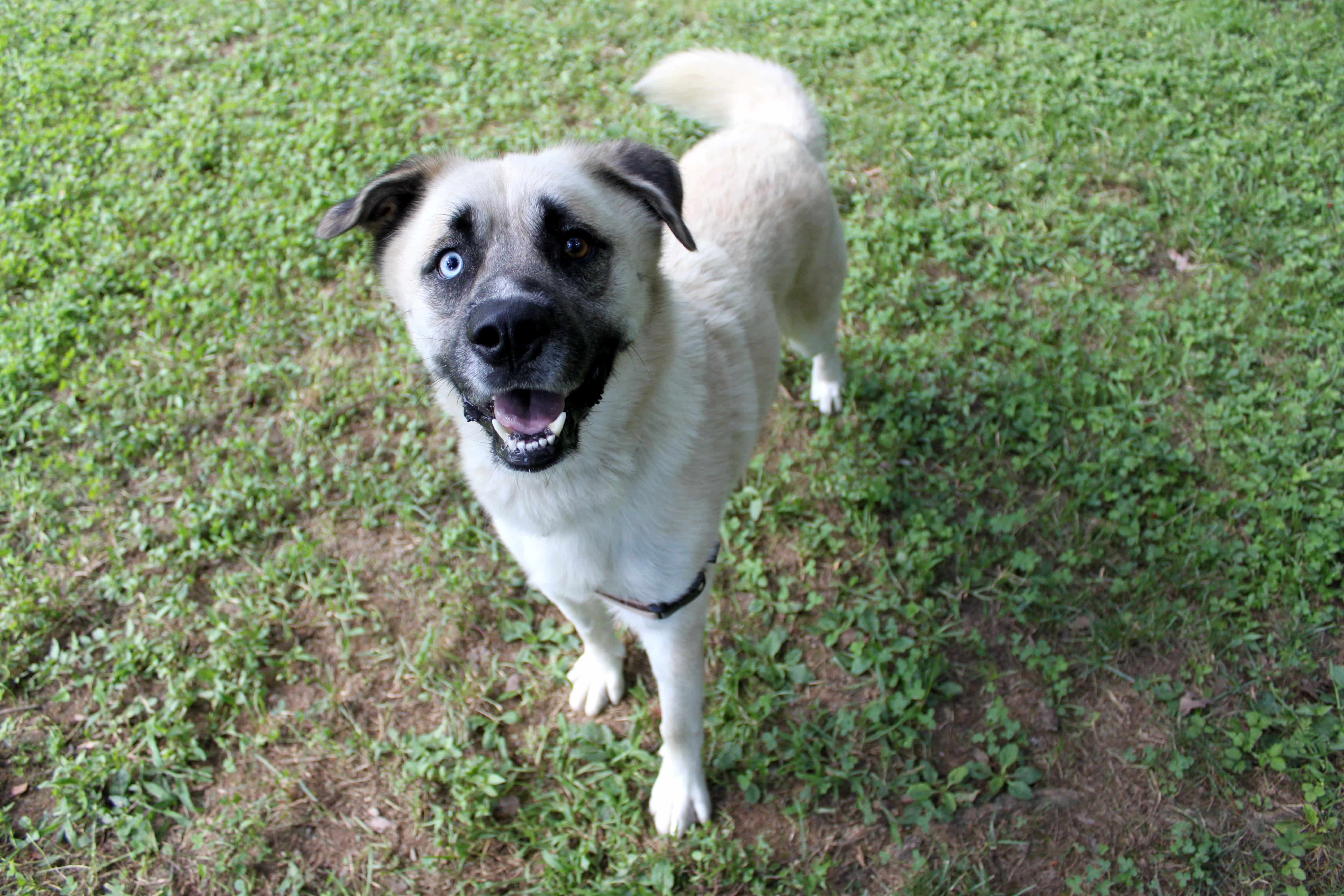 Ghost 2_KS