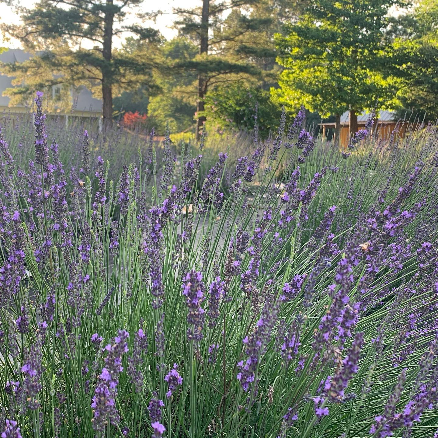 Sunshine Lavender Farm Chapel Hill Magazine Events Weekend