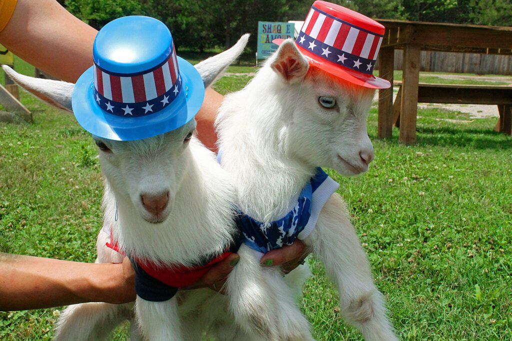 Fourth of July Goats on Spring Haven Farm