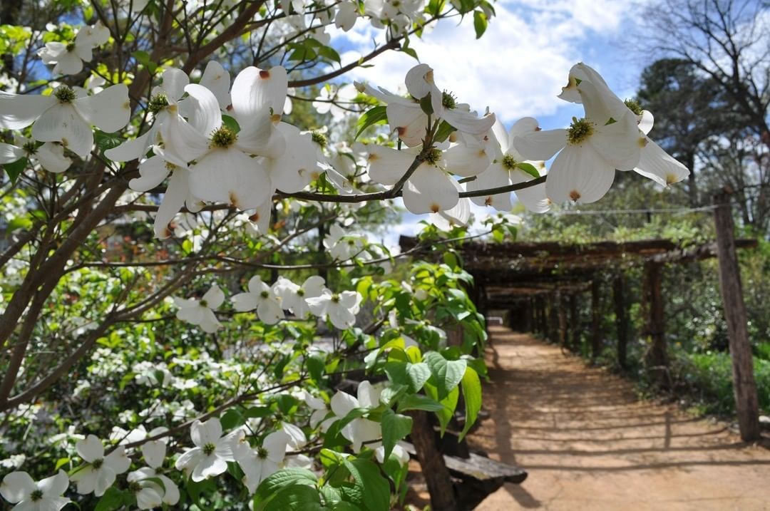The Coker Arboretum offers tours this weekend.