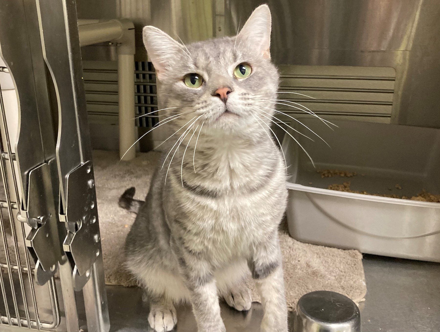 Wayne-the-Cat-Adoptable-Pet-of-the-Week-Orange-County-Animal-Services