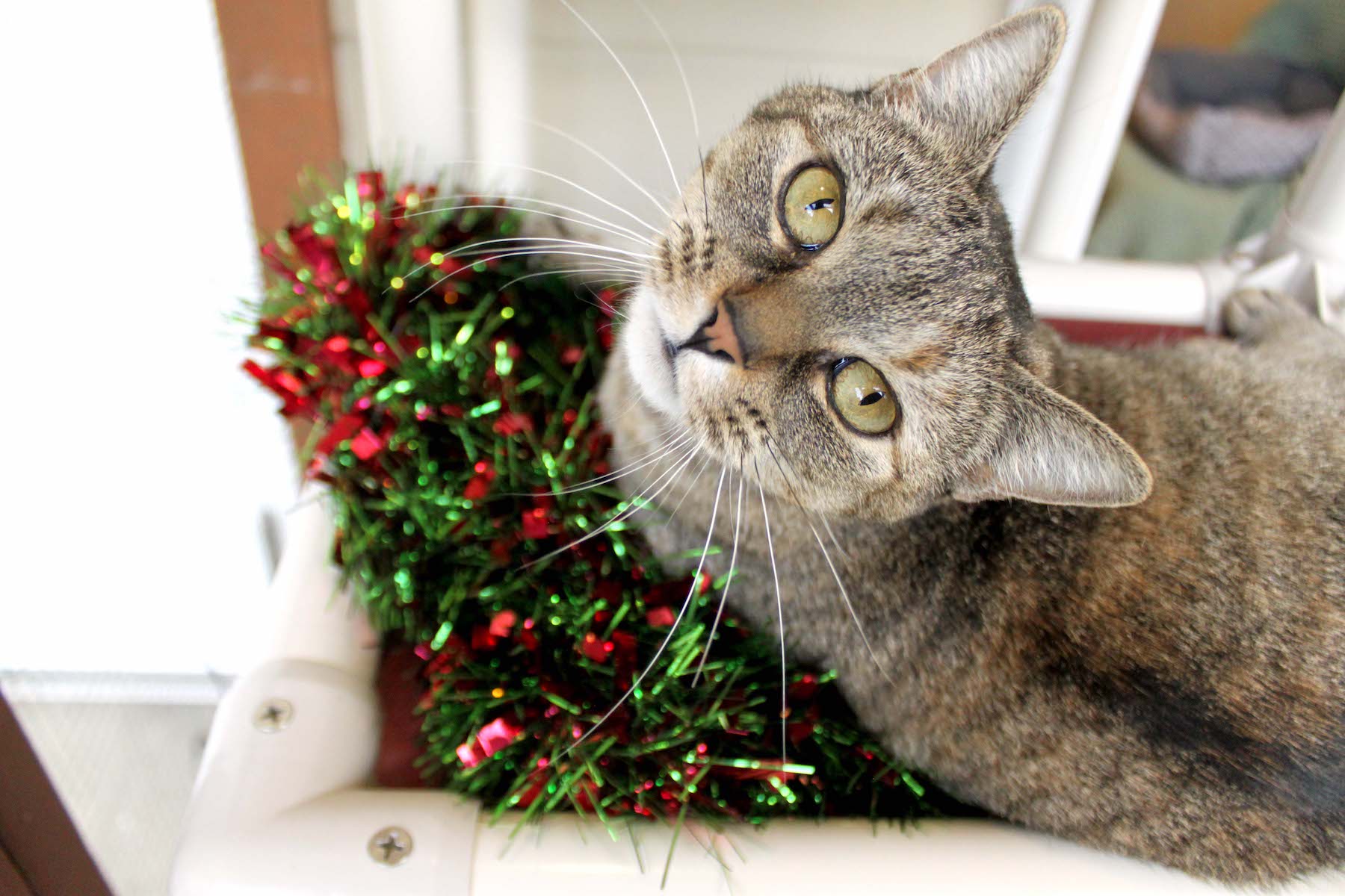 Ivy-Tinsel-5_KS