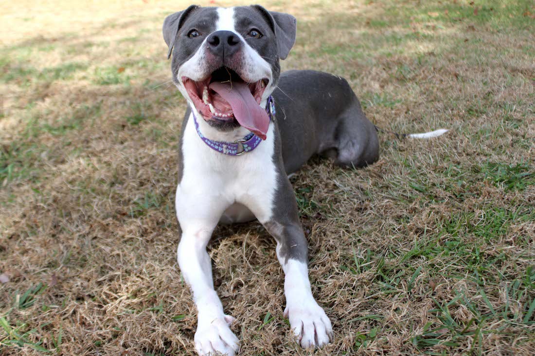 The first thing you will notice about Zoey is her outgoing personality and her big smile. Her perfect day consists of going on hikes and snoring. Give Zoey a tennis ball and she will run after it and not bring it back.