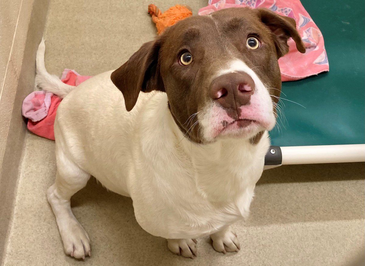 Charlie at Orange County Animal Services