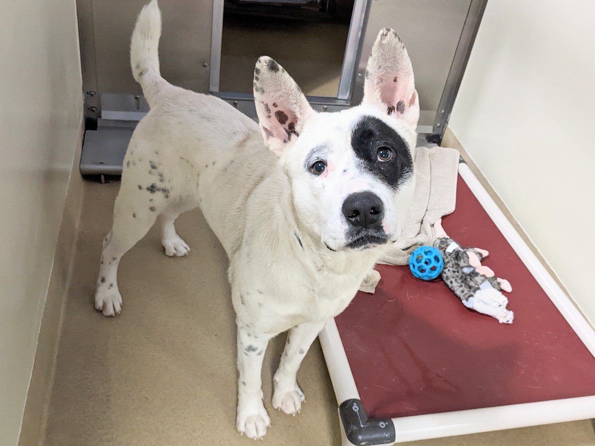 Adoptable Pet