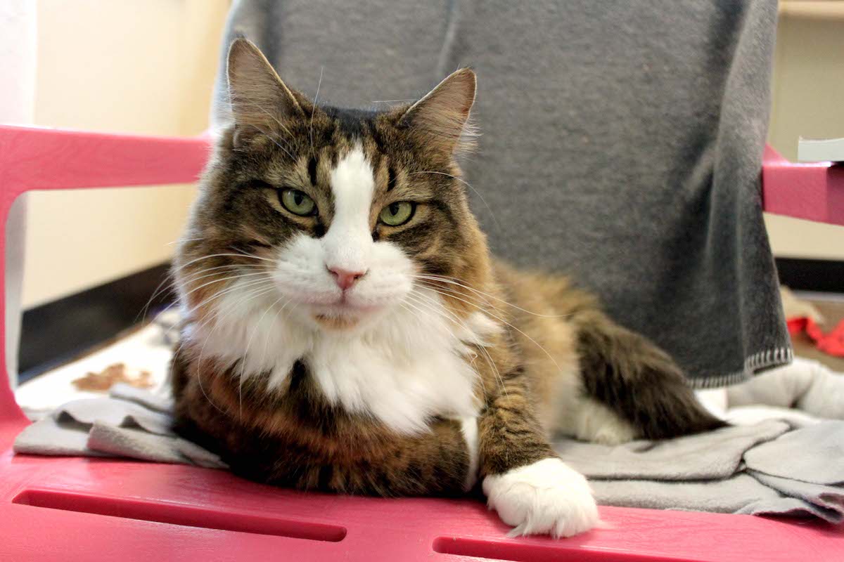 BeBe at Paws4ever