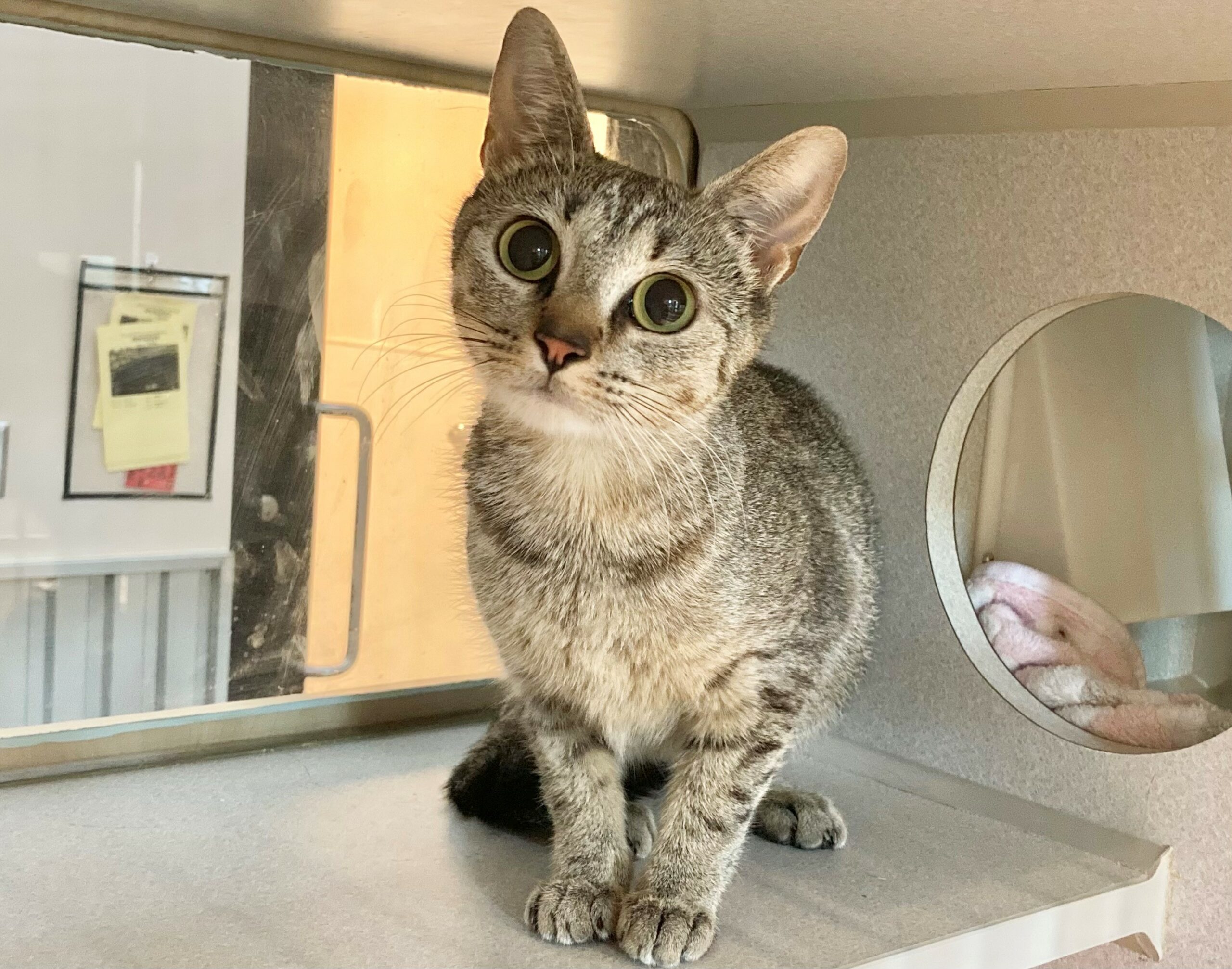 Penelope