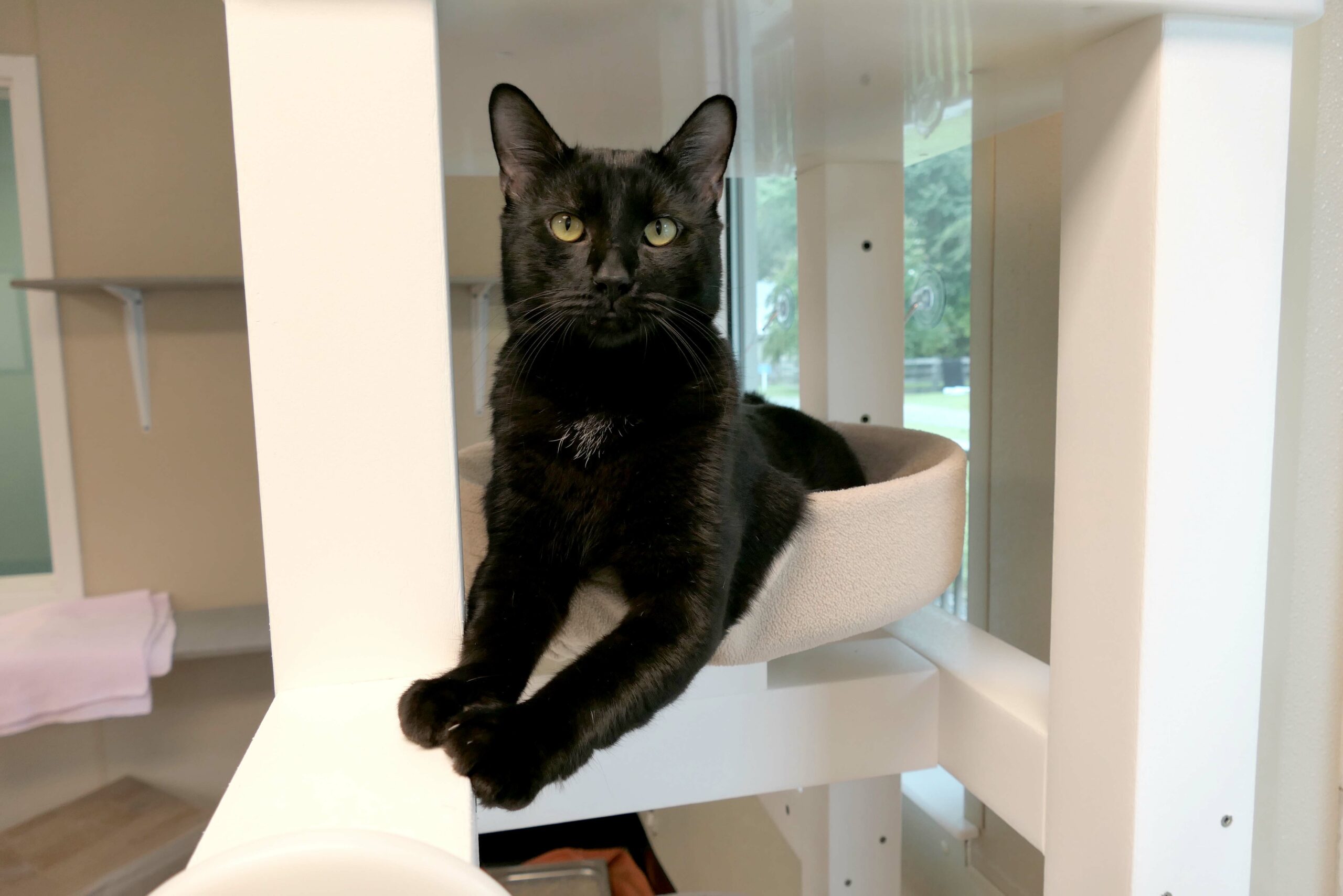 Bagheera