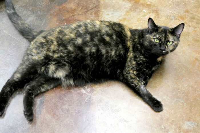 adoptable cat ursula