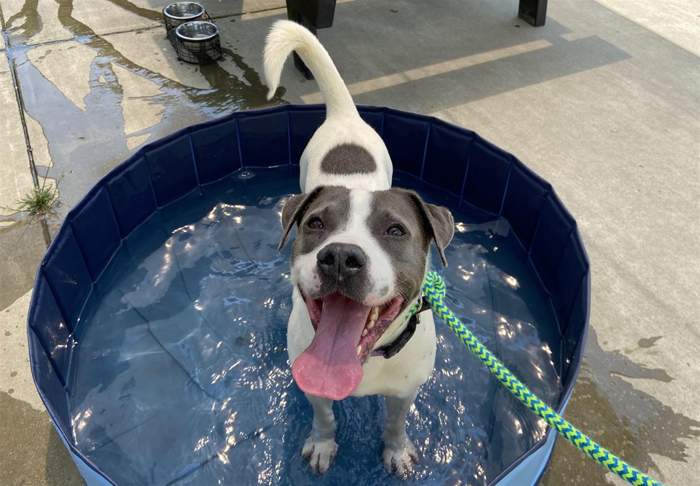 Adoptable Pet