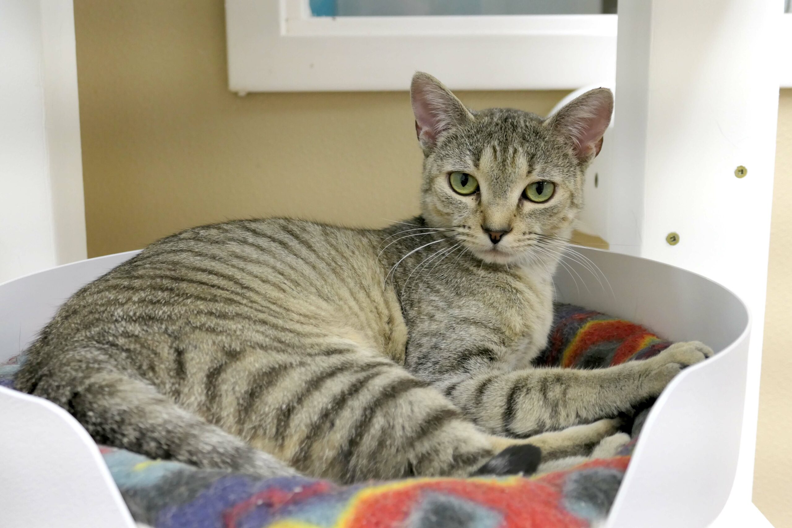 Pet of the Week