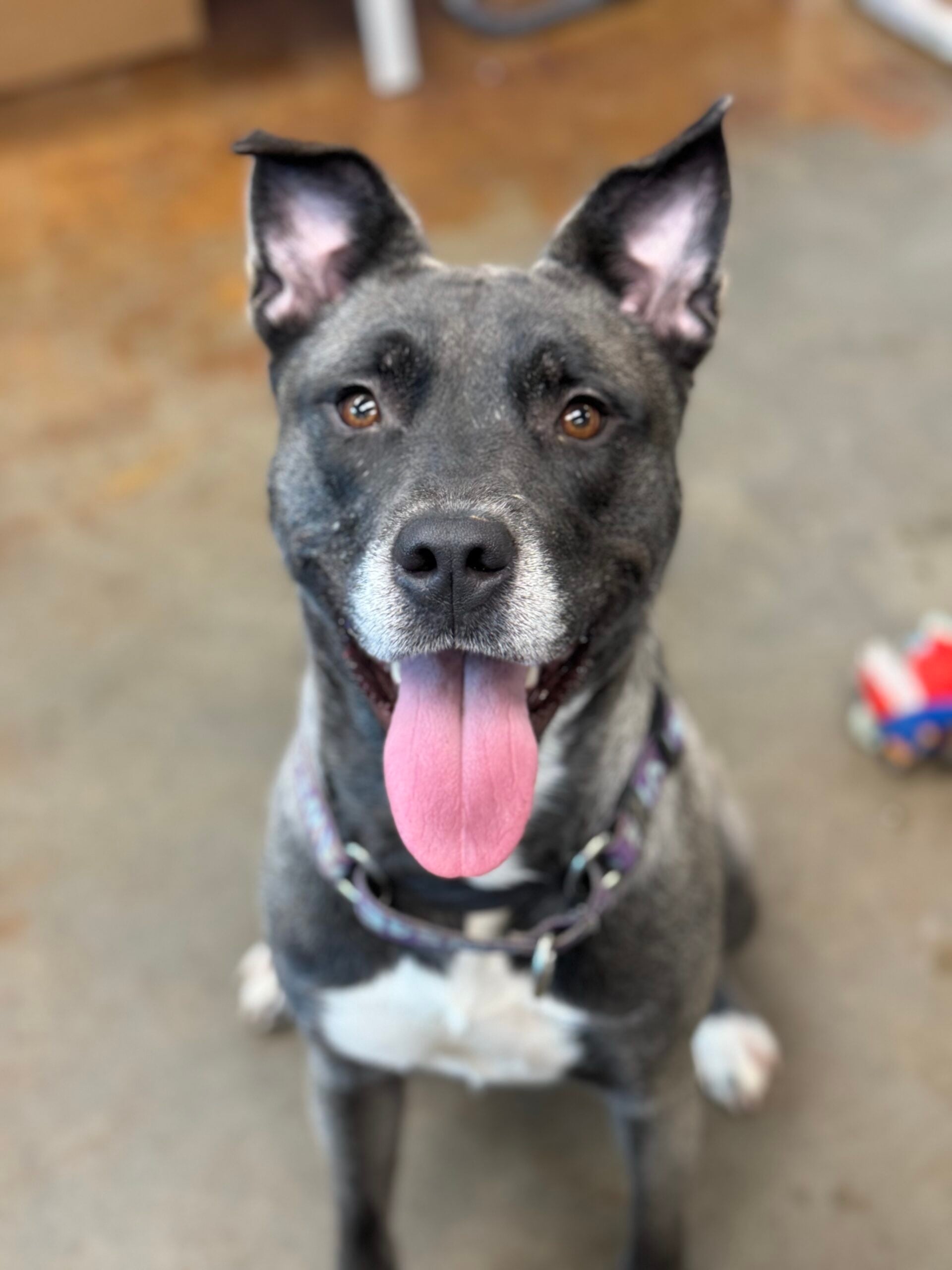 harley
