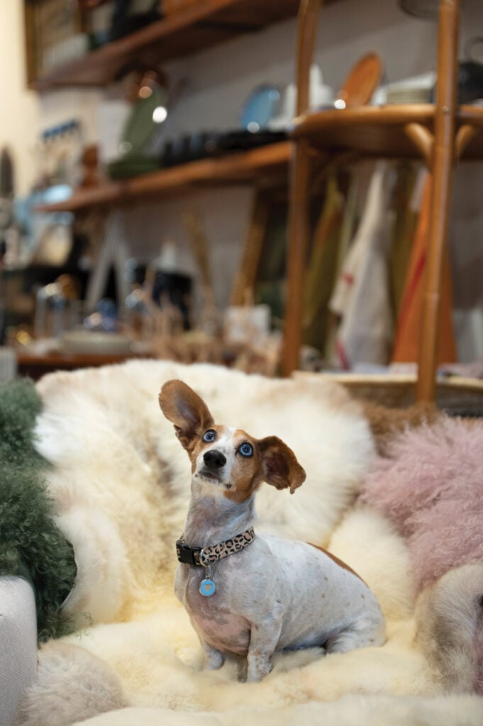 Vesta dachshund, Melman
